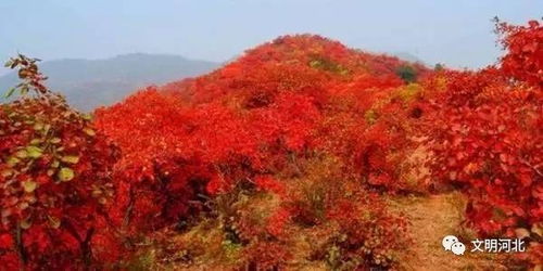 探秘红叶圣地，北京香山门票背后的景点魅力与购票攻略